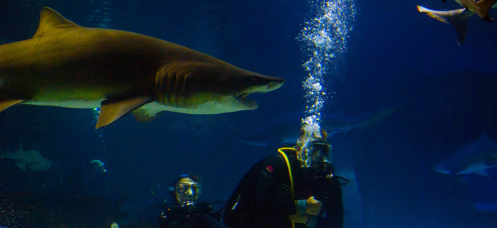 /barcelona/classificaties/attractions/diving-with-sharks/sharks-1510268400.jpg DIVING WITH SHARKS
