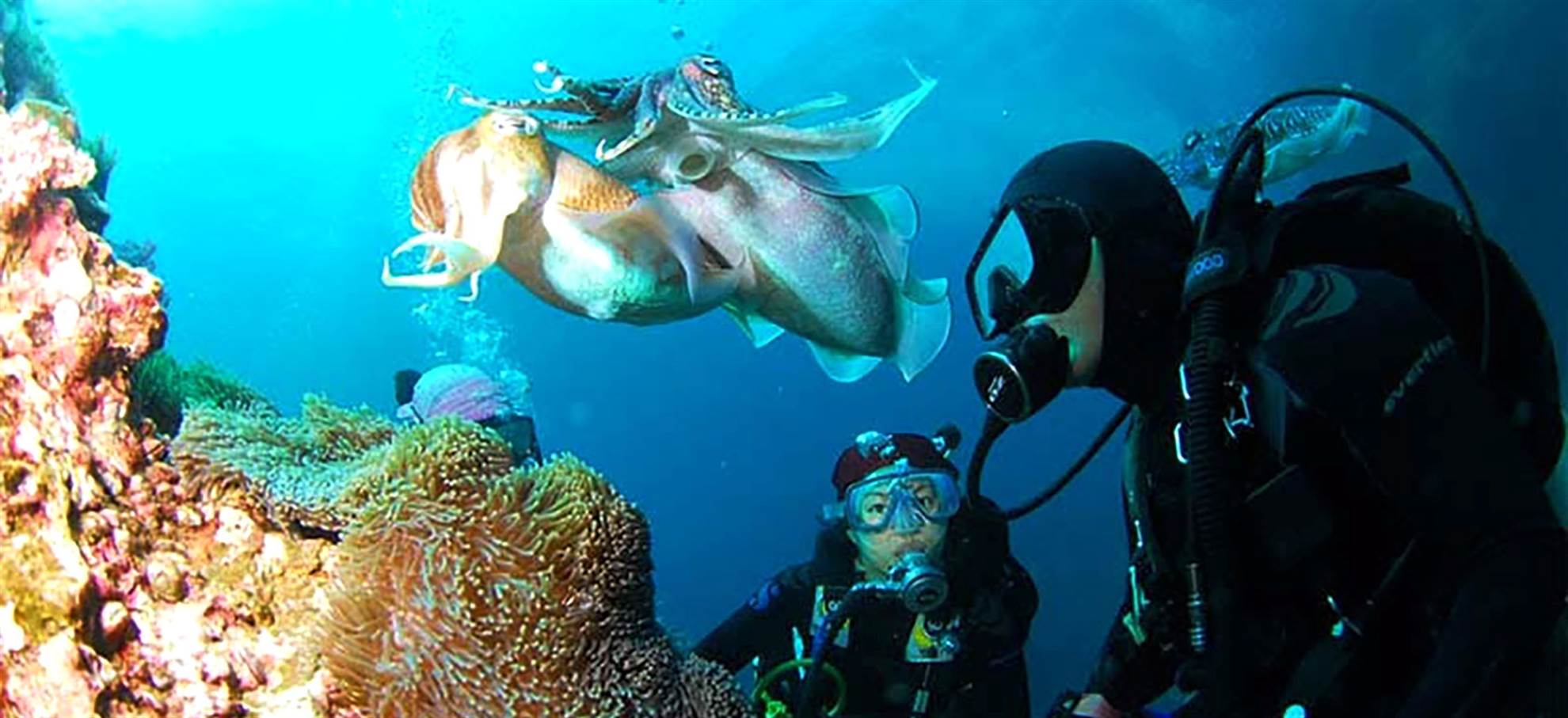 /barcelona/classificaties/attractions/first-try-diving-barcelona/diving-header-1551866424.jpg First try Diving!