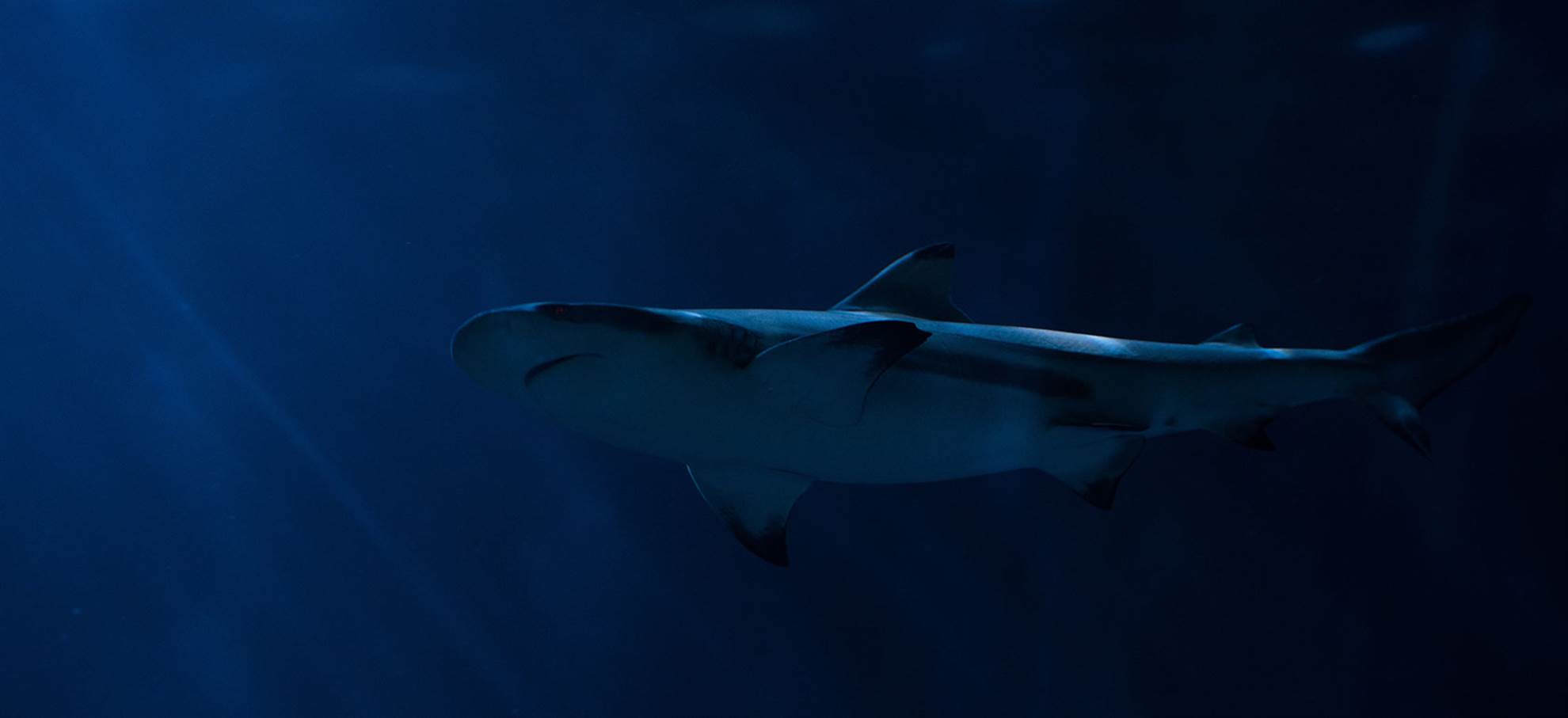 /barcelona/classificaties/attraktionen/tauchen-im-haikafig/shark-diving-1510268400-1510668835.jpg Tauchen im Haikäfig