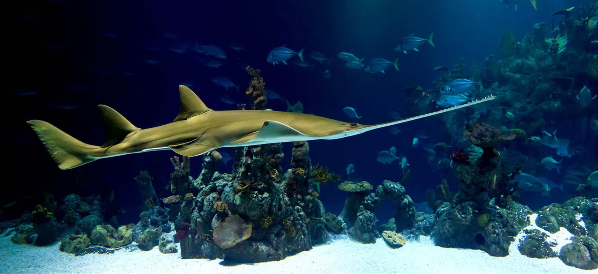 /barcelona/classificaties/attrazioni/lacquario-di-barcellona/aquarium-header-1582671600.jpg L'Acquario di Barcellona