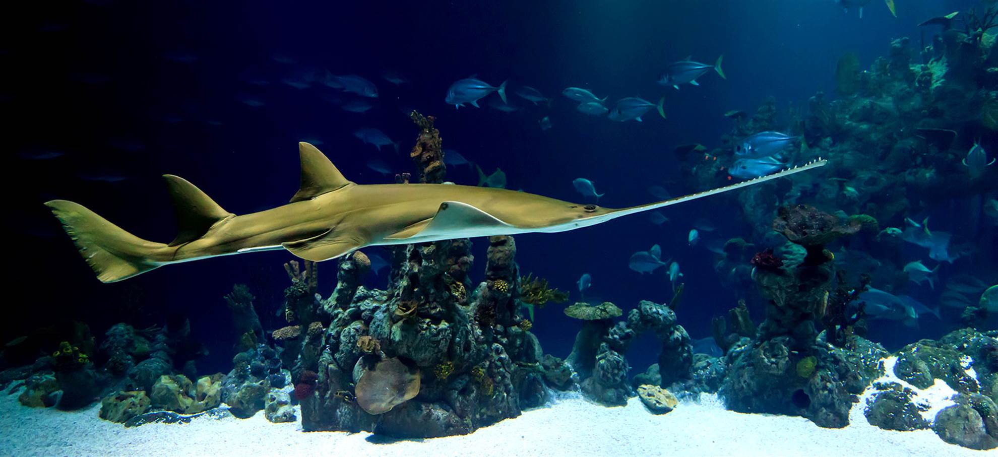 /barcelona/classificaties/museums/laquarium-barcelona/aquarium-header-1510561699-1510846307.jpg 巴塞罗那水族馆