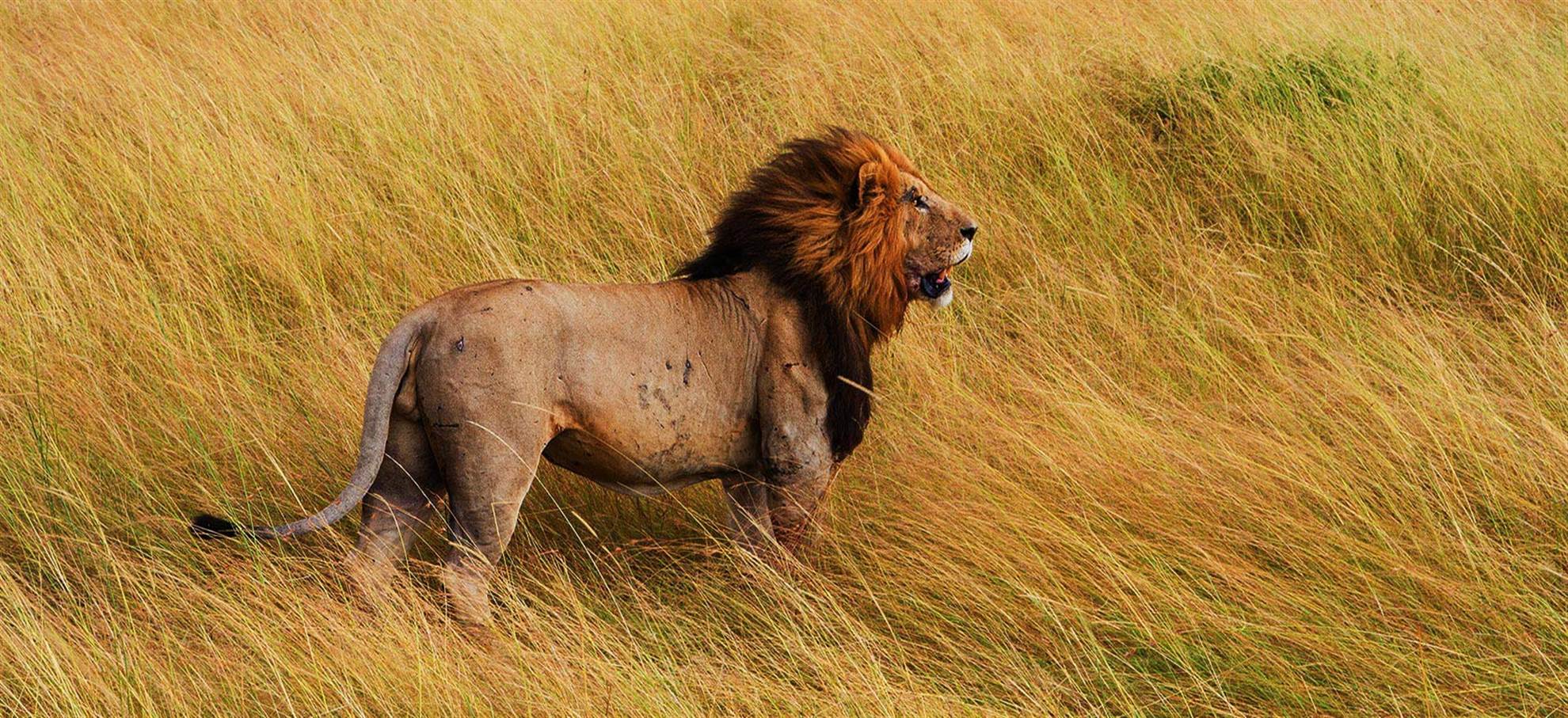 /capetown/classificaties/safari-tours/combo-safari/safari-1516360565-1516372321.jpg Combo Safari