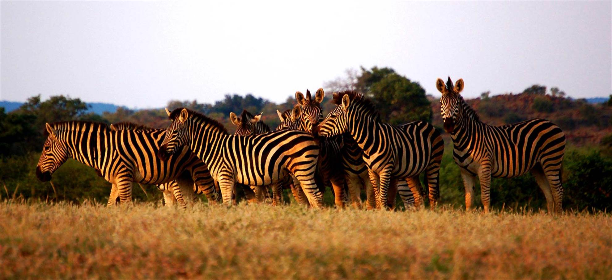 /capetown/classificaties/safari-tours/safari-a-caballo/horse-safari-1516361139-1516370546.jpg Safari a caballo