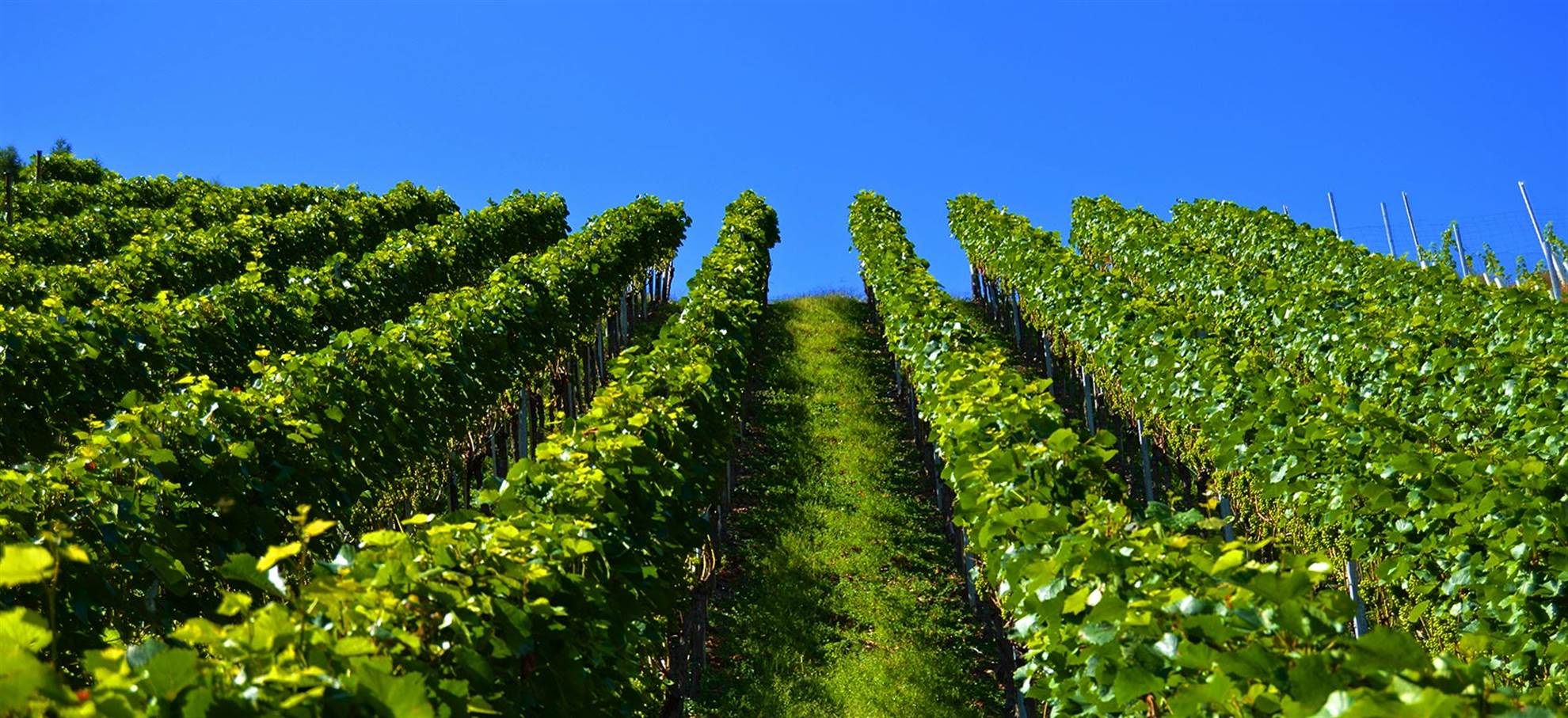 /excursions/mornington-peninsula-with-wine-tasting-/morning-1512040275.jpg Mornington Peninsula with Wine Tasting