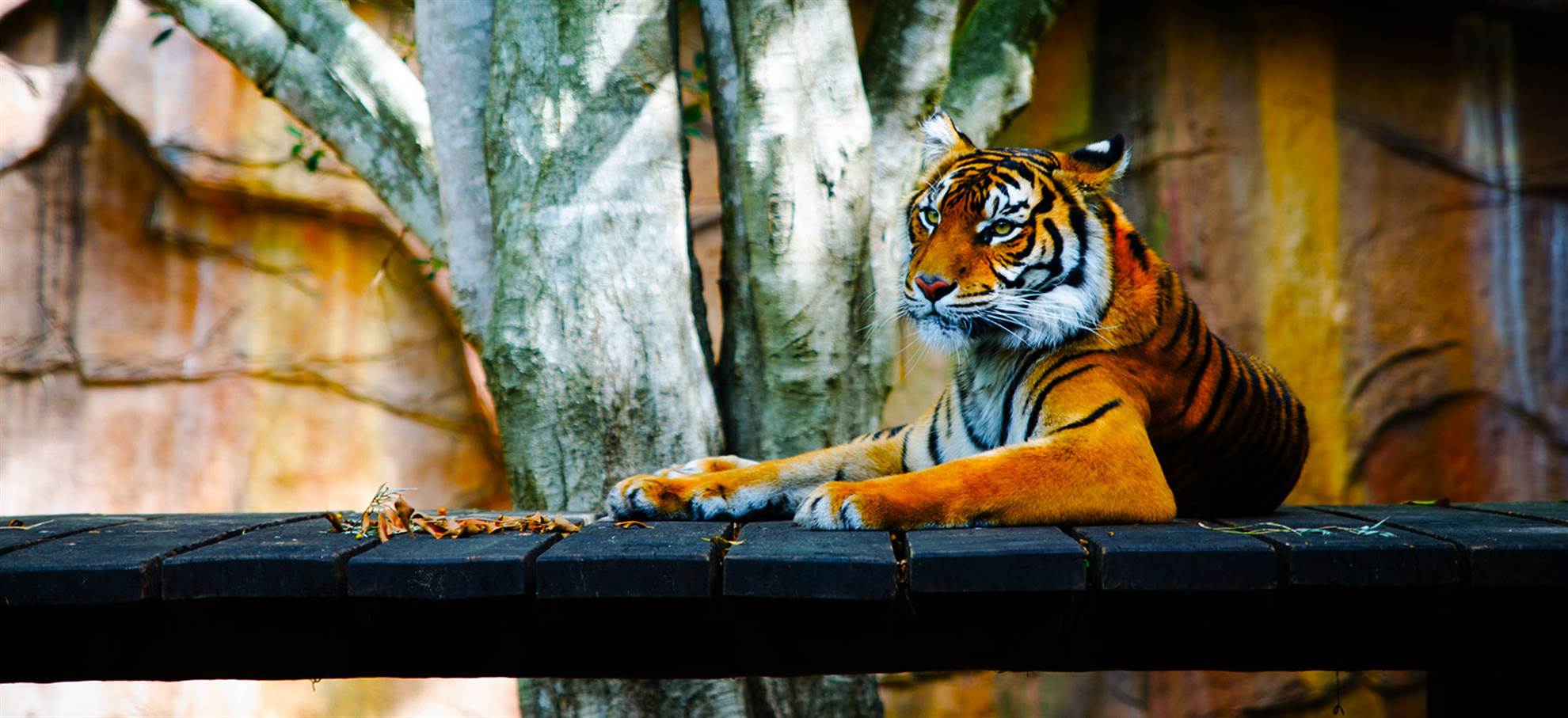 /london/classificaties/attractions/london-zoo/london-zoo-1509097555.jpg London Zoo