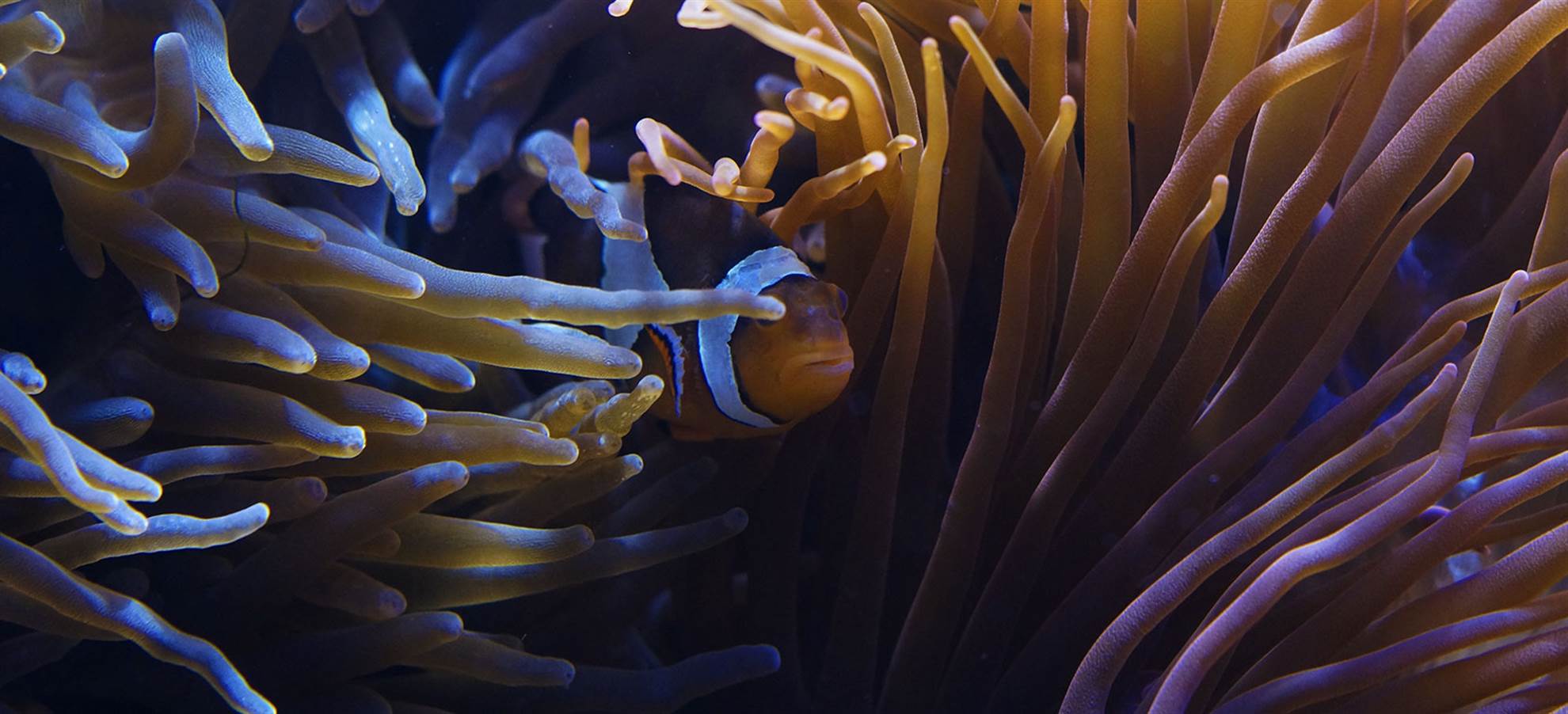 /sanfrancisco/classificaties/attractions/aquarium-of-the-bay/aquarium-of-the-bay-san-francisco-header-1551778371.jpg Aquarium of the Bay
