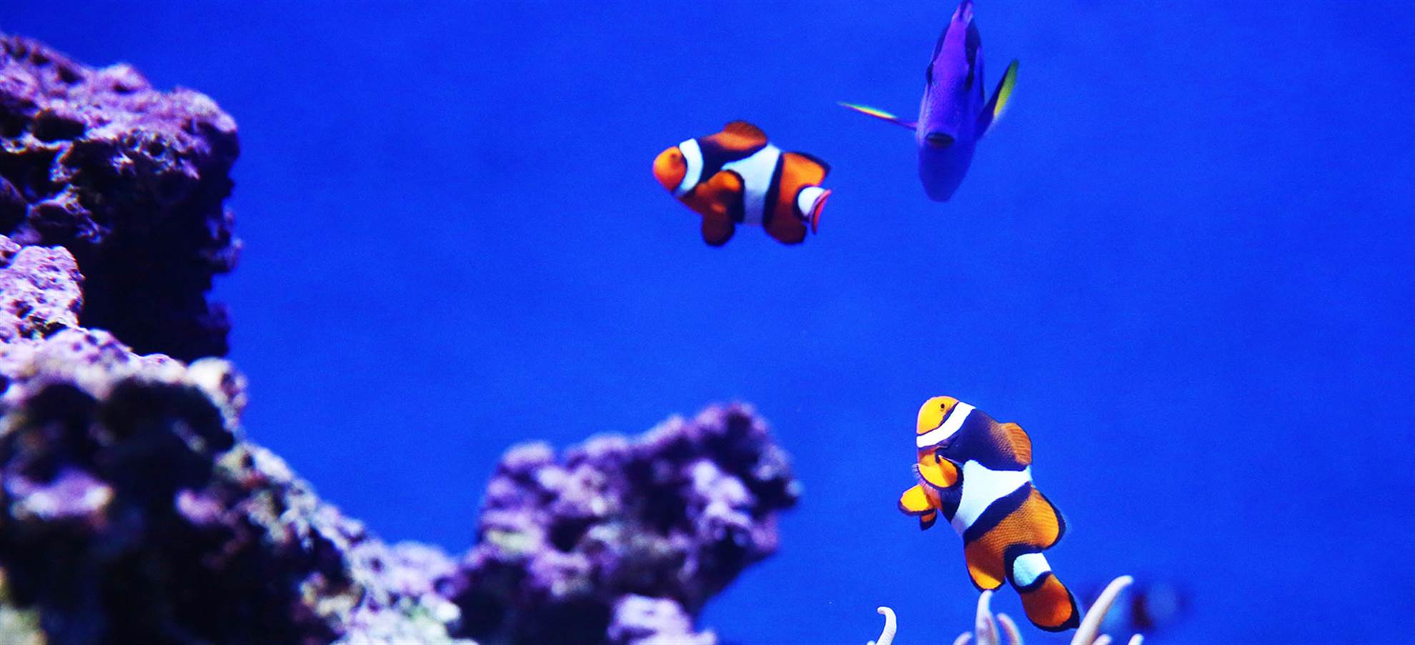 /sanfrancisco/classificaties/city-tours/ultimate-city-tour-aquarium-of-the-bay/aquarium-hop-hopr-header-1551783616.jpg Grand City Tour + Aquarium of the Bay