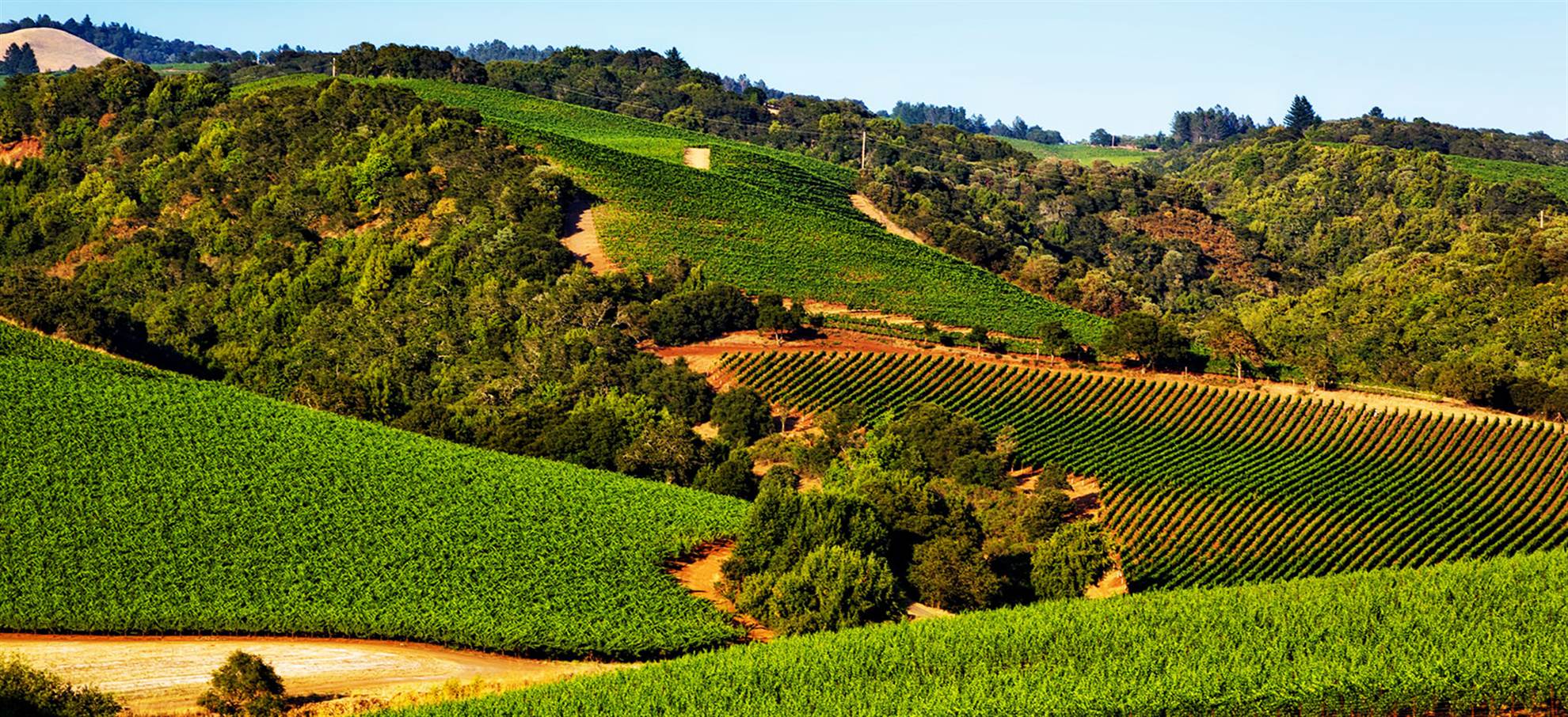 /sanfrancisco/classificaties/escursioni/sonoma-e-napa-valley-wine-tour/senoma-header-1551786291-1559891896.jpg Sonoma & Napa Valley Wine Tour