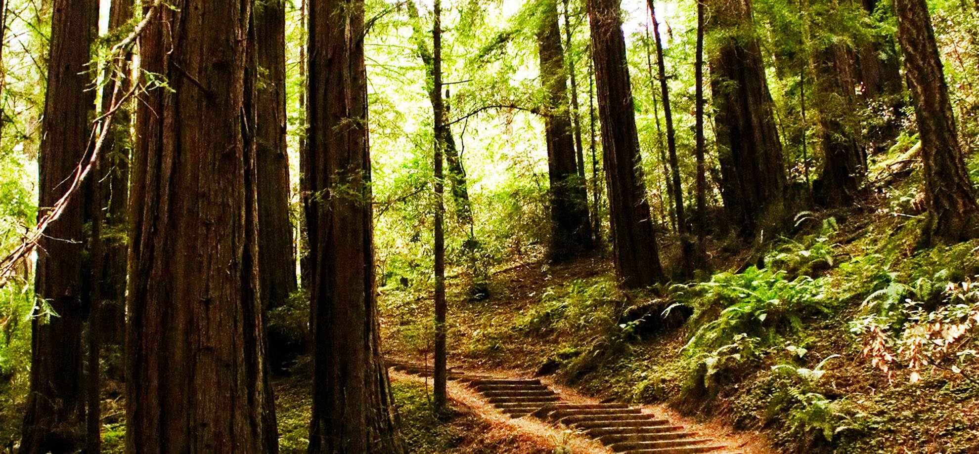 /sanfrancisco/classificaties/excursions/muir-woods-sausalito-tour/muir-woods-hreader-1551785594-1559595600.jpg Muir Woods & Sausalito Tour