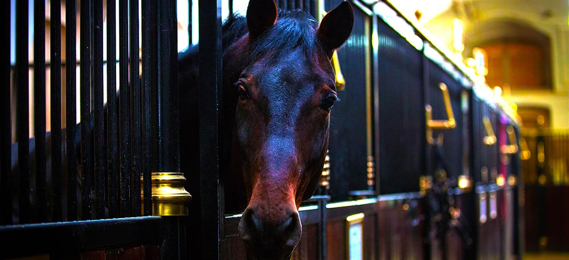 /vienna/classificaties/attractions/spanish-riding-school-guided-tour/horse-header-1525942213.jpg Spanish Riding School Guided Tour