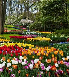 Keukenhof billet coupe-file