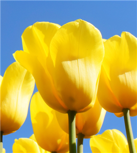 Day Trip to Keukenhof and Zaanse Schans including A’DAM Lookout (Out of Season)