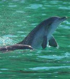 Port Stephens Dolphin Tour