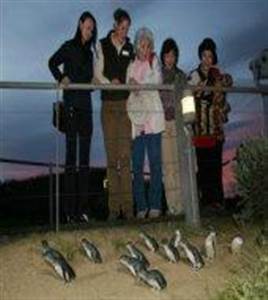 Penguin Express Tour