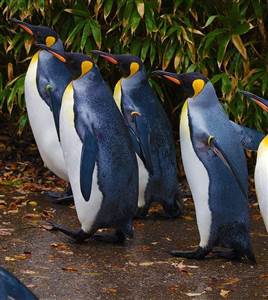 Penguin Parade with Penguins Plus