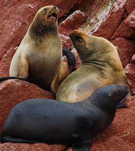 Grand Penguins with Seal Rocks Cruise  