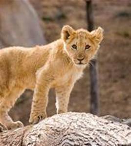 Зоопарк Барселоны