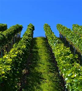 Mornington Peninsula with Wine Tasting  