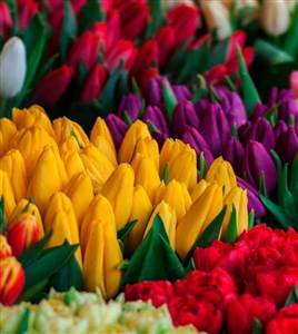 Keukenhof Skip the line Tickets (including Flower Card)