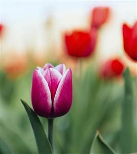 Bus + Skip the line entrance Keukenhof (incl. Flower Card)