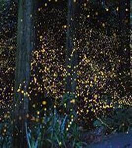 Vuurvliegjes Tour met Zeevruchten Diner