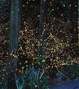 Fireflies Tour with Seafood Dinner