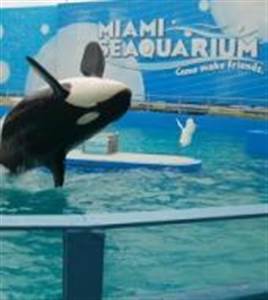 Miami Seaquarium