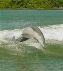 De Dolphin ontmoetingstour en Clearwater Beach