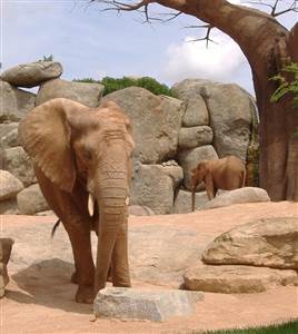 Le Bioparc de Valencia 