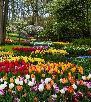 Keukenhof 2019 Skip the line Tickets