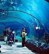 תוצאת תמונה עבור האקווריום בלונדון